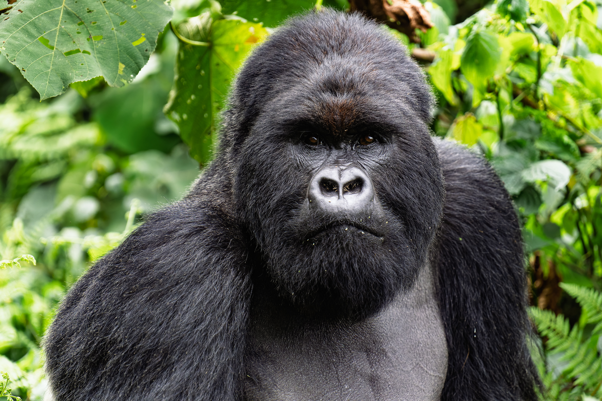 Gorille des montagnes, Ouganda