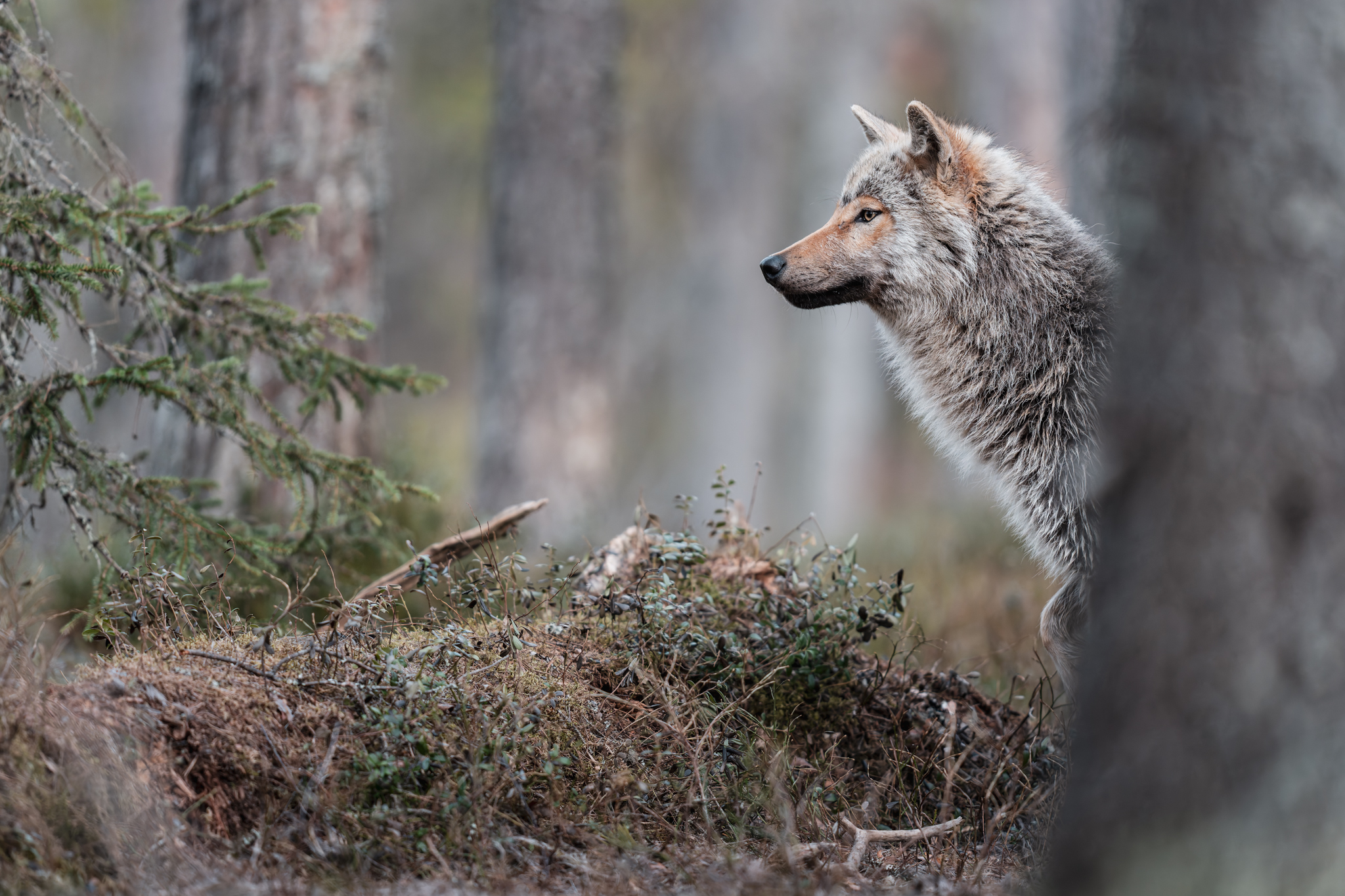 Loup gris, Finlande