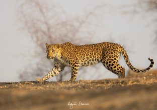 Tigres et léopards de Bera à Panna Tigres et léopards de Bera à Panna
