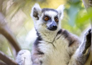 Madagascar, l&rsquo;Odyssée des terres rouges
