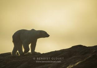 Svalbard : Magie des lumières de l&rsquo;automne