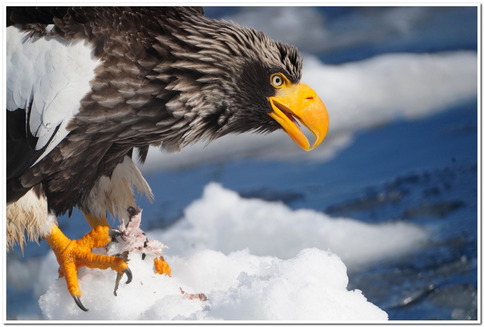 Aigle de Steller adulte mangeant un poisson sur la banquise,- portrait . Japon ,Hokkaido /Portraitnof an adult eating fish on ice pack.