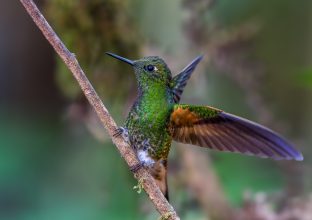 Les oiseaux d’Equateur Les oiseaux d’Equateur