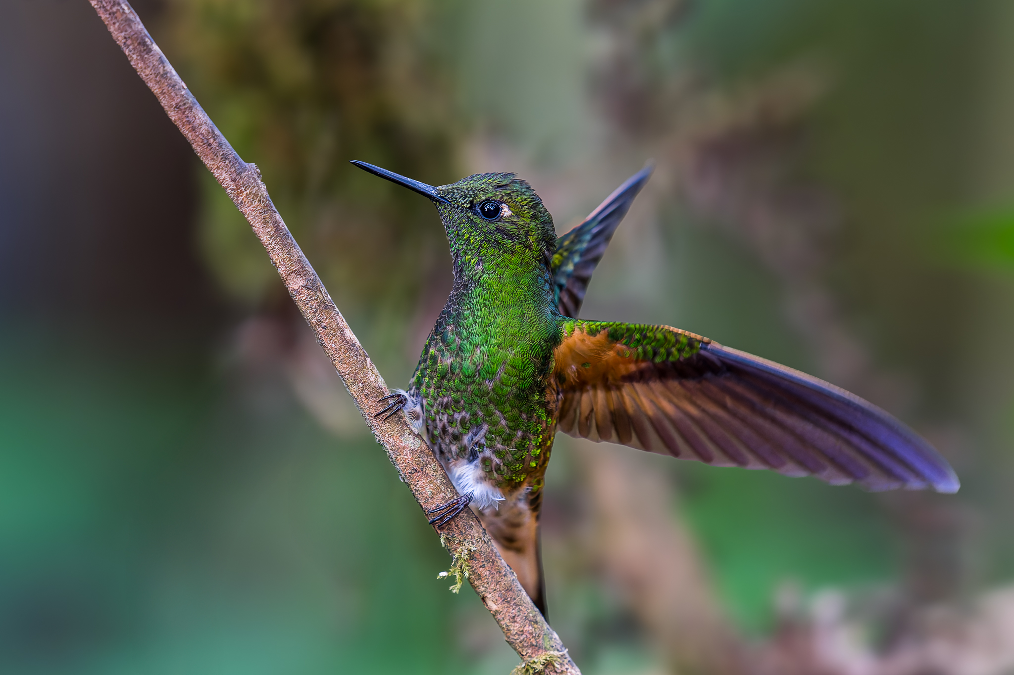 Colibri flavescent, Equateur