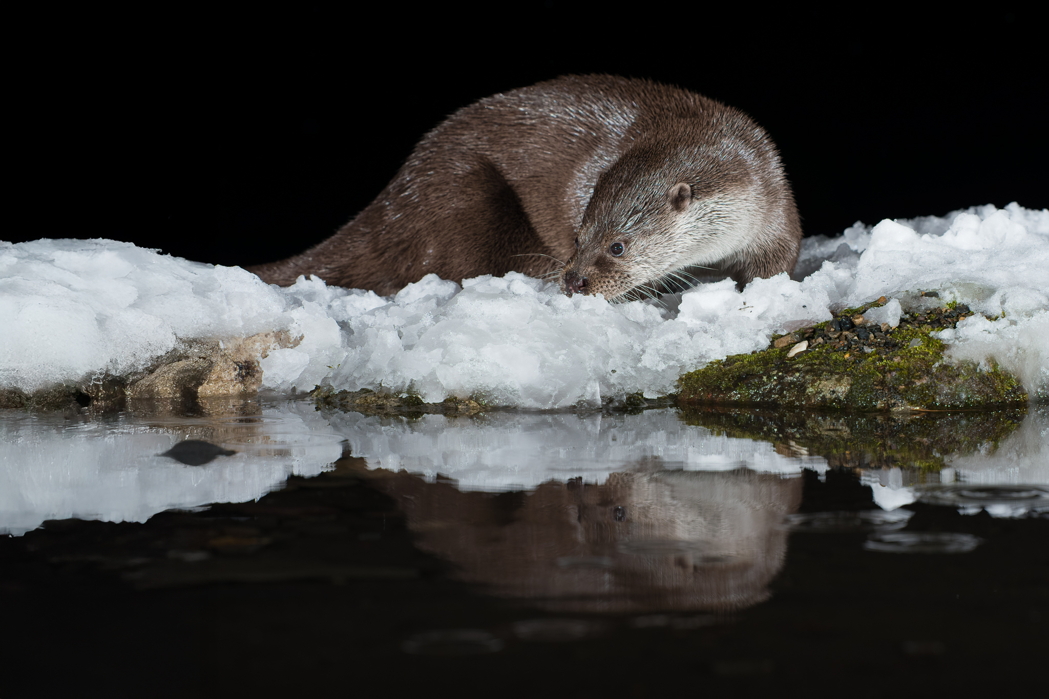 Loutre d'Europe