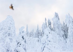 Oiseaux et paysages enneigés sous les lumières boréales