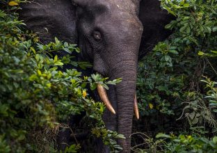 Gabon sauvage : sur les traces des géants de la forêt
