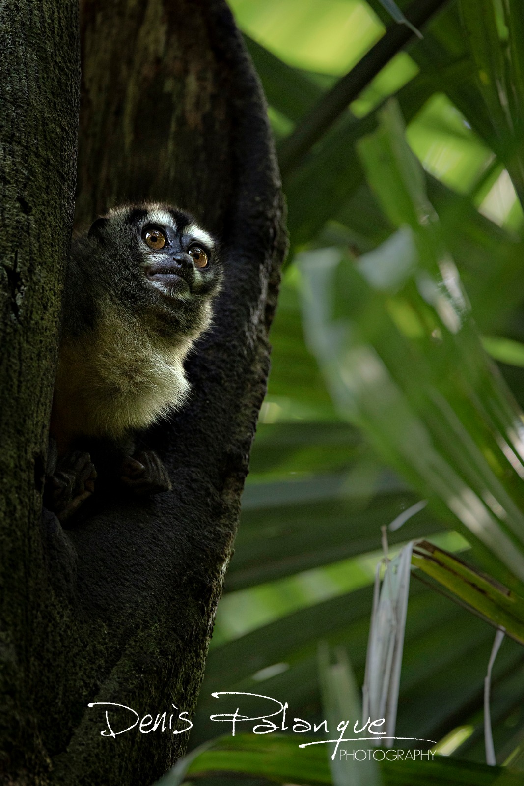 Voyage photo animalier au Panama