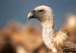 Focus ornithologique en Catalogne